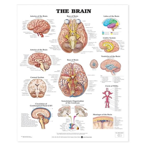 Chart Anatomical Brain 20x26\